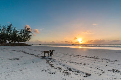 Silhouette dog on beach against sky during sunset