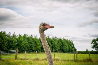 Head of ostrich on field against cloudy sky