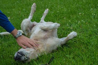 Cropped image of man pampering dog relaxing on grassy field