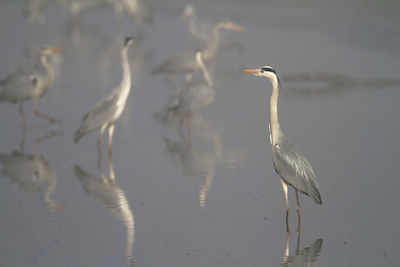 Bird in a lake