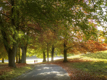 Trees in park