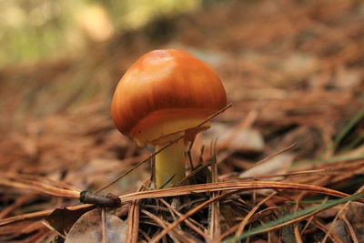 Close-up of wild mushroom growing on field