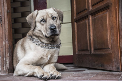 Portrait of dog sitting outside house