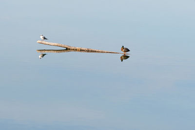 Low angle view of bird flying against sky
