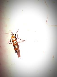 High angle view of insect on white background
