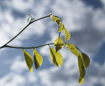 Close-up of green leaves