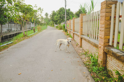 View of dog on road amidst trees