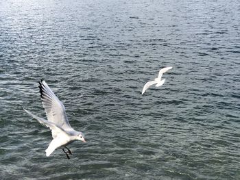 Seagull flying over sea