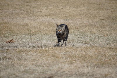 Bengal cat walking over dry brown grass