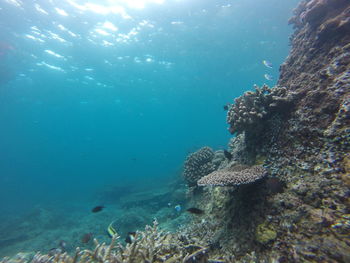 Fish swimming in sea