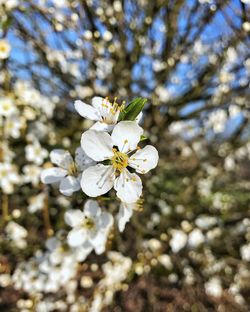 Close-up of white cherry blossoms in spring