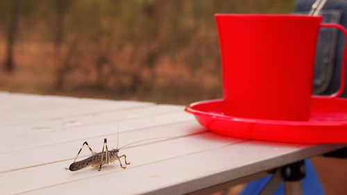 Close-up of insect on table