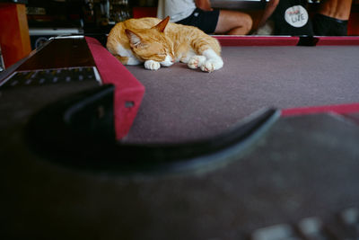 Cat relaxing on table