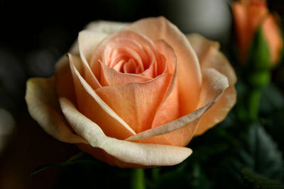 Close-up of rose blooming outdoors