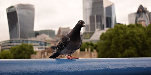 Bird perching on retaining wall against buildings