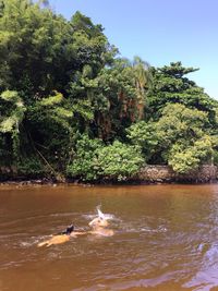 View of birds in water