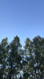 Low angle view of trees against sky