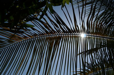 Low angle view of palm trees against sky