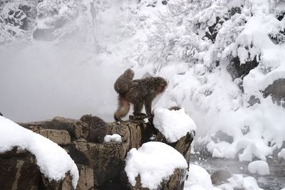 Monkeys on rock at hot spring during winter