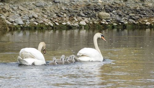 Swans swimming in lake