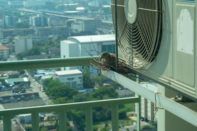 Selective focus on a bird sitting on the nest for hatching its eggs on the cage of room balcony