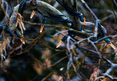 Close-up of illuminated string light on bare tree