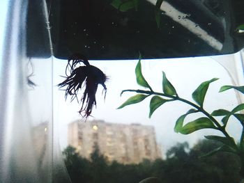 Close-up of insect on glass window