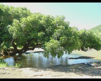 Trees by lake against clear sky