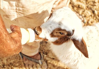 Cropped hand feeding milk to goat