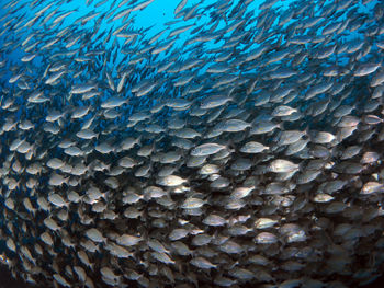 Full frame shot of fish swimming in sea