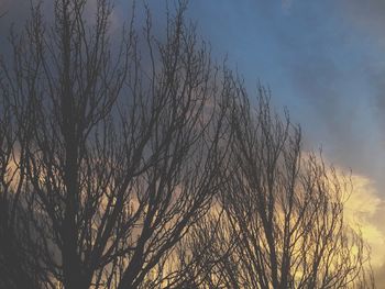 Low angle view of bare trees against sky