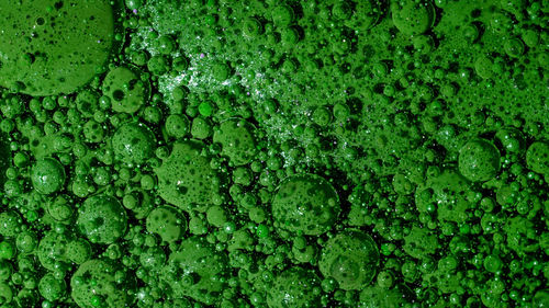 Full frame shot of green leaves