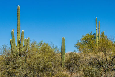 Cactus plants growing in desert against clear blue sky