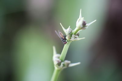 Close-up of fly on stem against blurred background