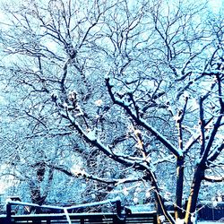 Low angle view of bare trees against sky