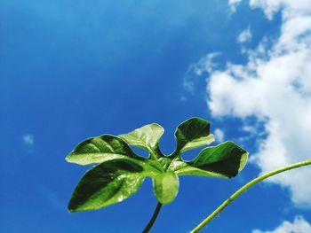 Low angle view of plant against blue sky