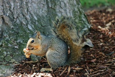 Squirrel feeding on peanut against tree