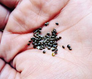 Cropped hand of person holding seeds