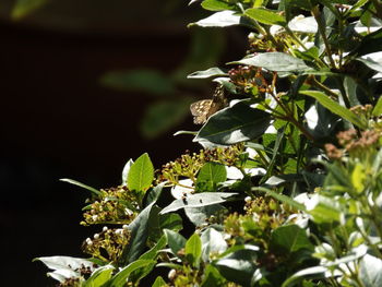 Close-up of plant