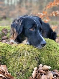 Black dog looking away