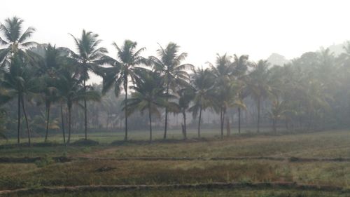 Trees in foggy weather