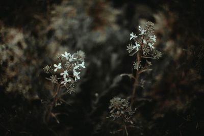 Close-up of flowering plant on snow covered land