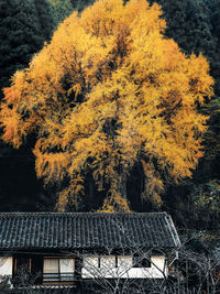 Trees in park during autumn