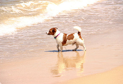 Dogs running on beach