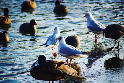 Ducks swimming on lake