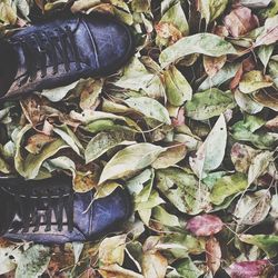 Full frame shot of leaves