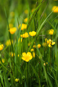 Close-up of yellow flowering plant on field