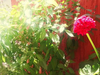 Close-up of red flowering plant