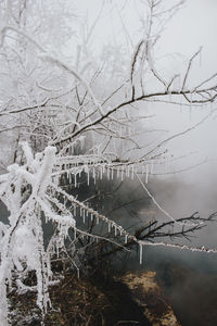 Close-up of bare tree during winter