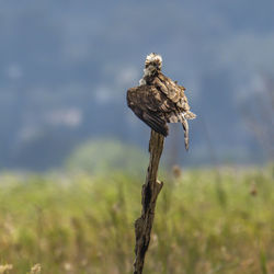 Osprey, pandion haliaetus, resting on a vertical log	